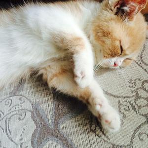 植物大战僵尸黄色本子在线观看
